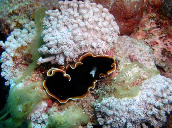 Ver plat splendide  Pseudobiceros splendidus
